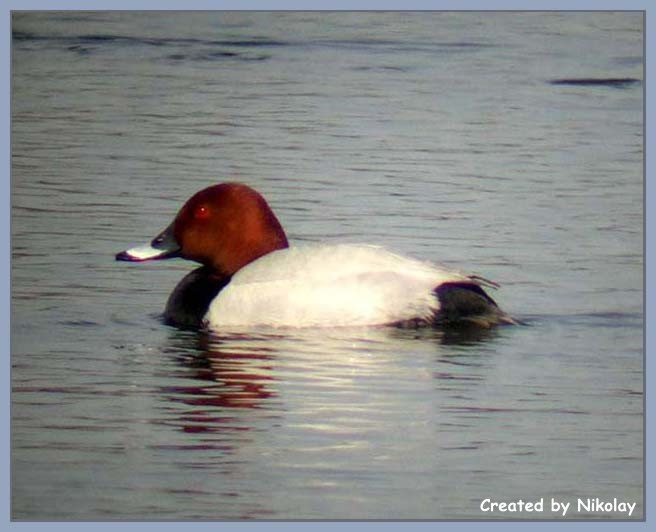 Птицы Московии птицы нырок утка