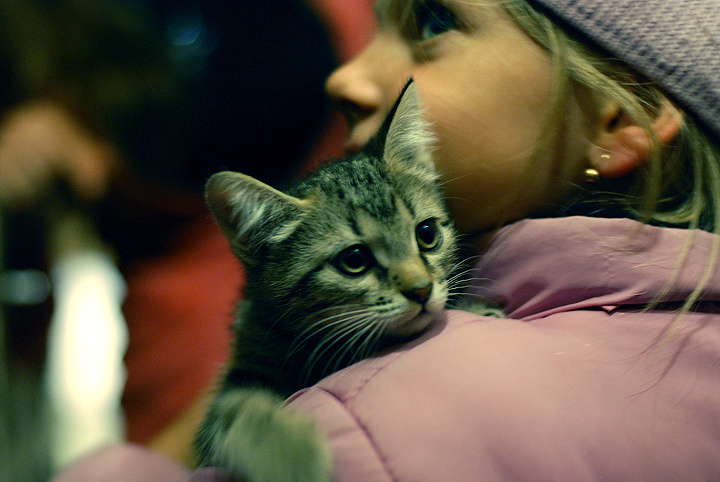подарочек :) котофота