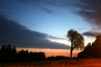 Vidurnakčio medis | Дерево полночи | Tree of midnight ночъ, город, дерево