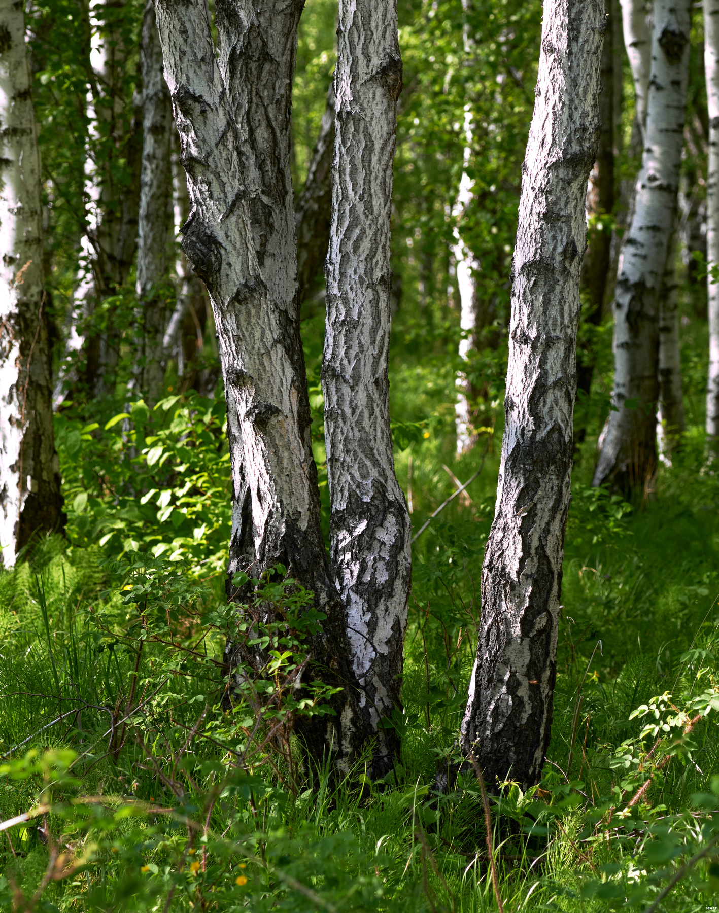 раннее лето ангарск лес деревья