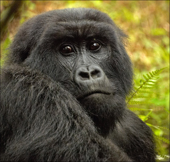 Mountain Gorilla gorillaz