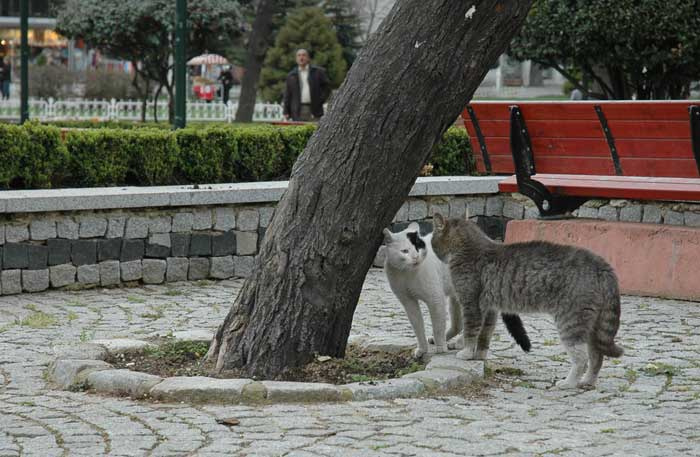 сейчас будет драка... кошки