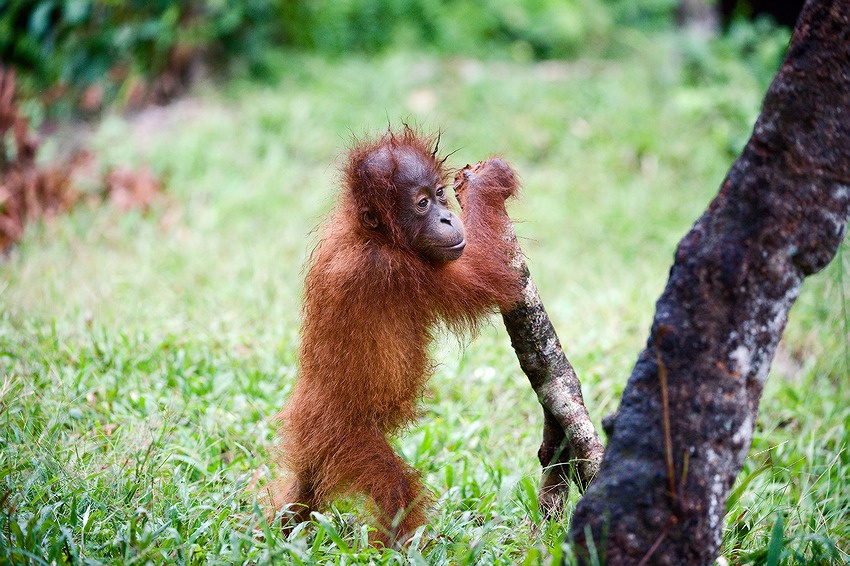 Стрелочник орангутан индонезия Pongo pygmaeus pygmaeus Indonesia orangutan ветки джунгли калимантан борнео рычаг