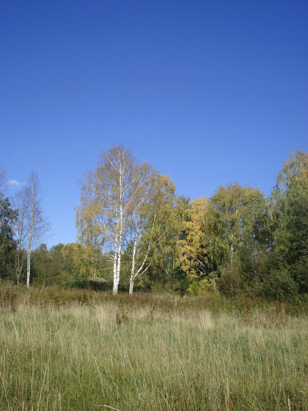 Осень осень