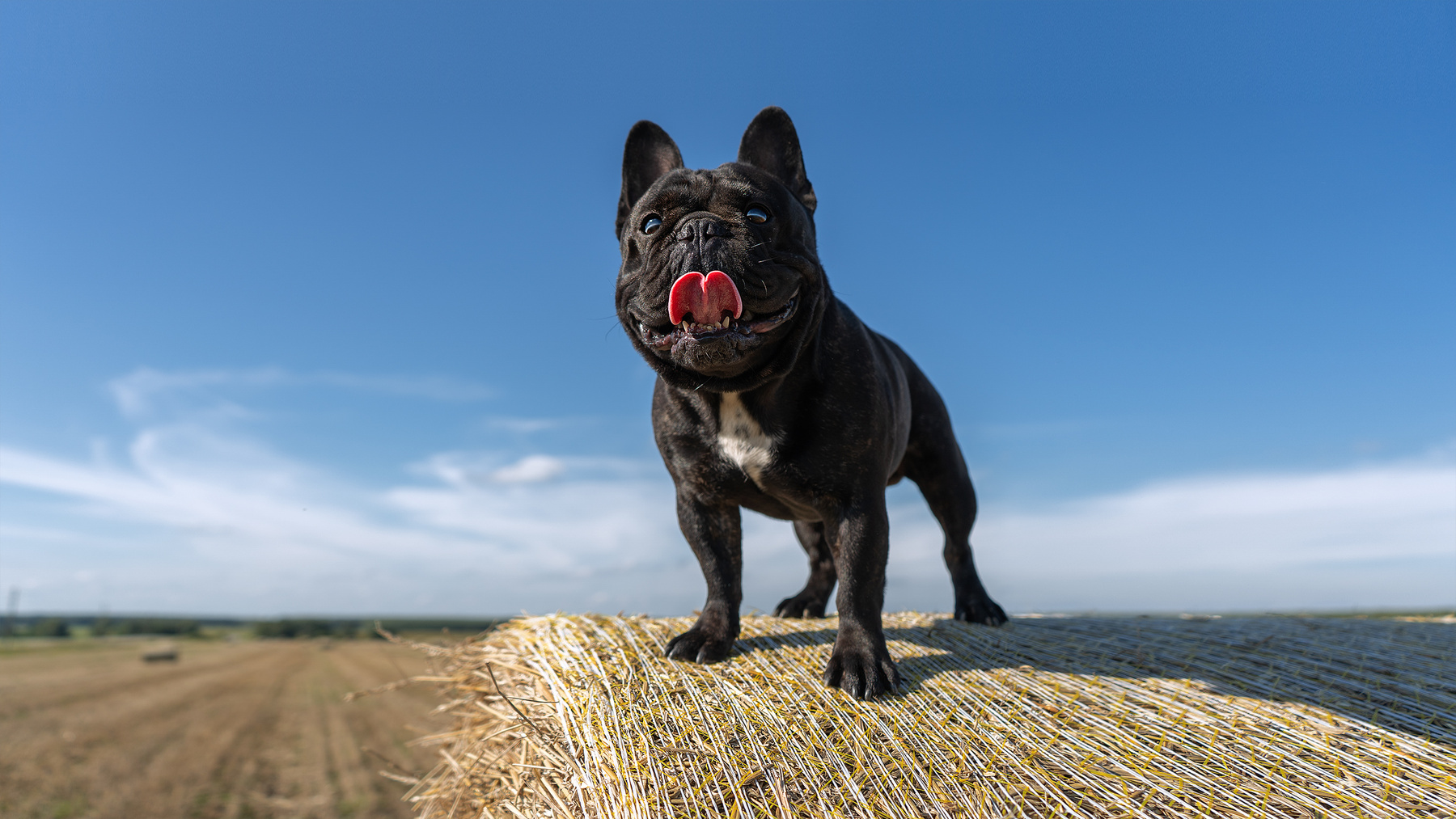 French Bulldog лето животные собаки природа обработка zvonareph