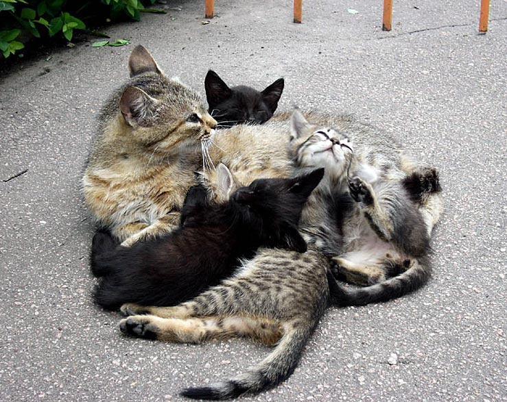 Семейная идиллия кошки котята семья