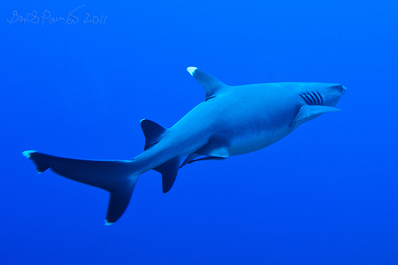 fly away Мальдивы белоперая рифовая акула whitetip reef shark Maldives