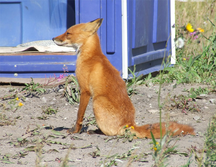 fox млекопитающие, лисы