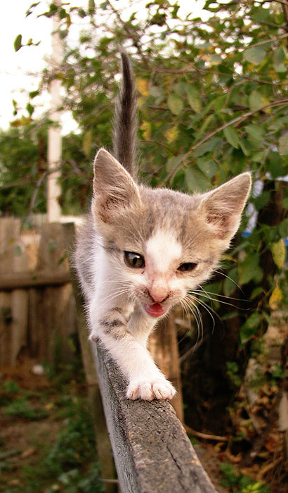 я сам боюсь кот
