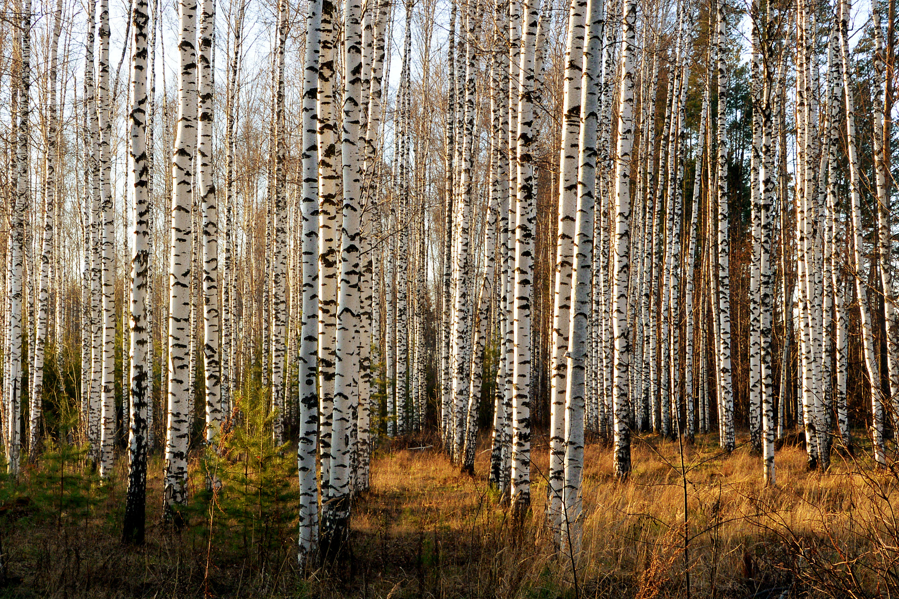 Березы Природа