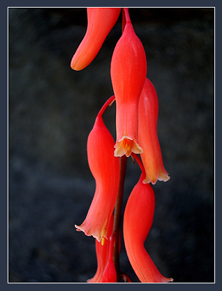 Чистый цвет Gasteria nitida var. armstrongii (Schonland) van Jaarsveld