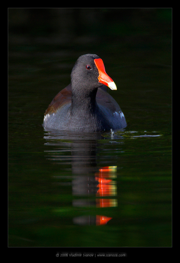 Двенадцать клювиков камышница common moorhen gallinula chloropus Florida US