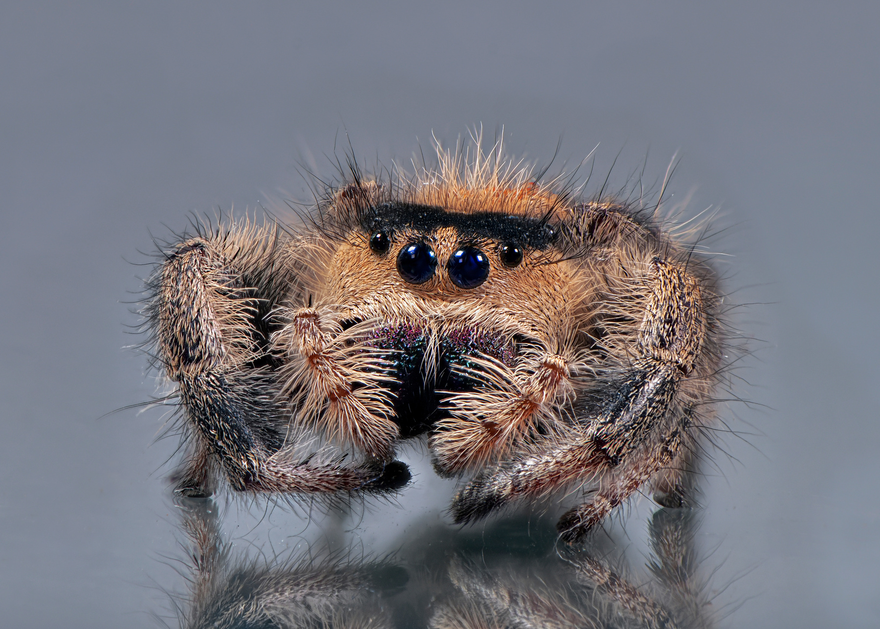 Phidippus regius самка паук скакун макро