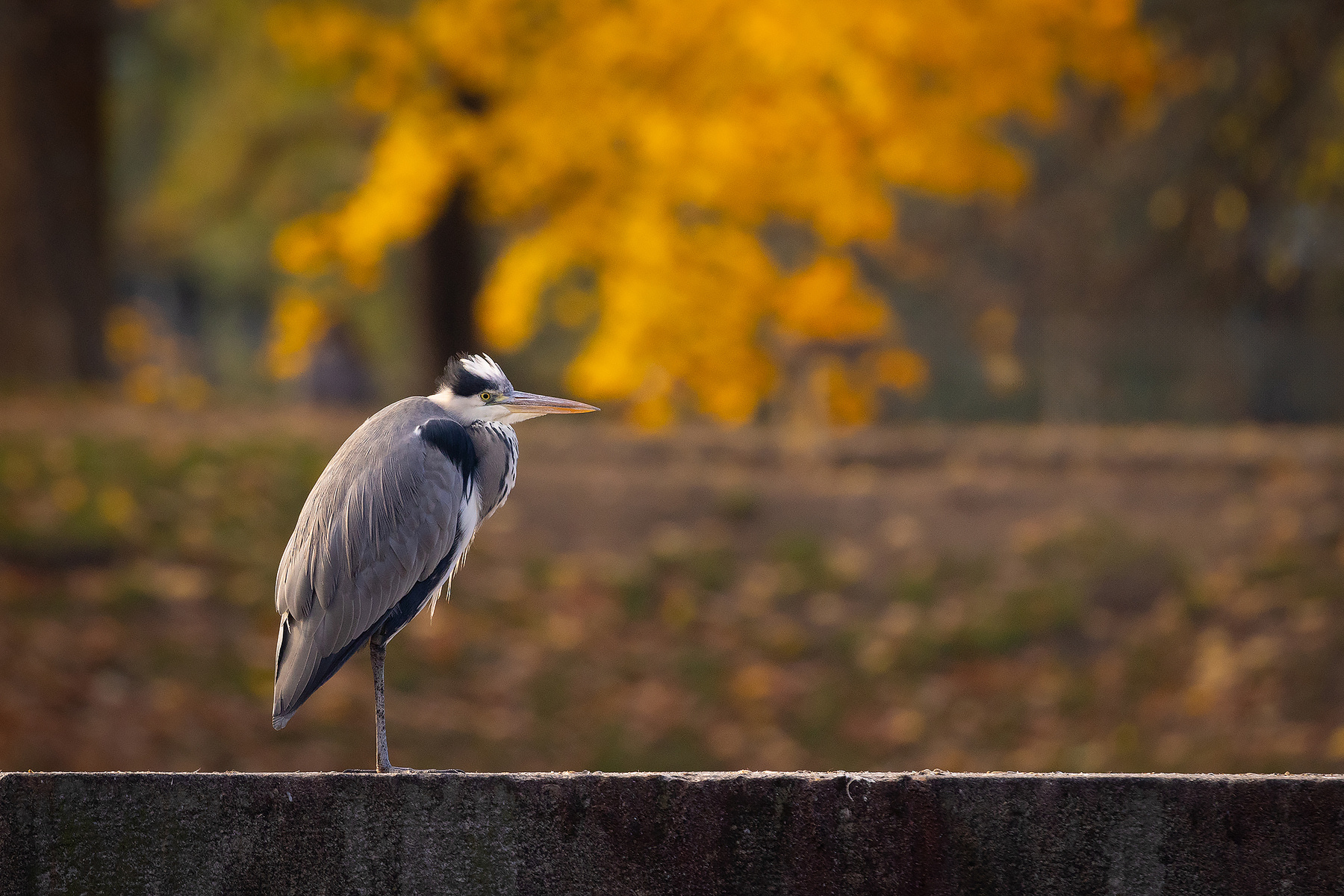 Heron 