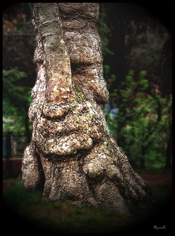 Лесной дух на прогулке /Волшебный лес #5/ дерево дух крым