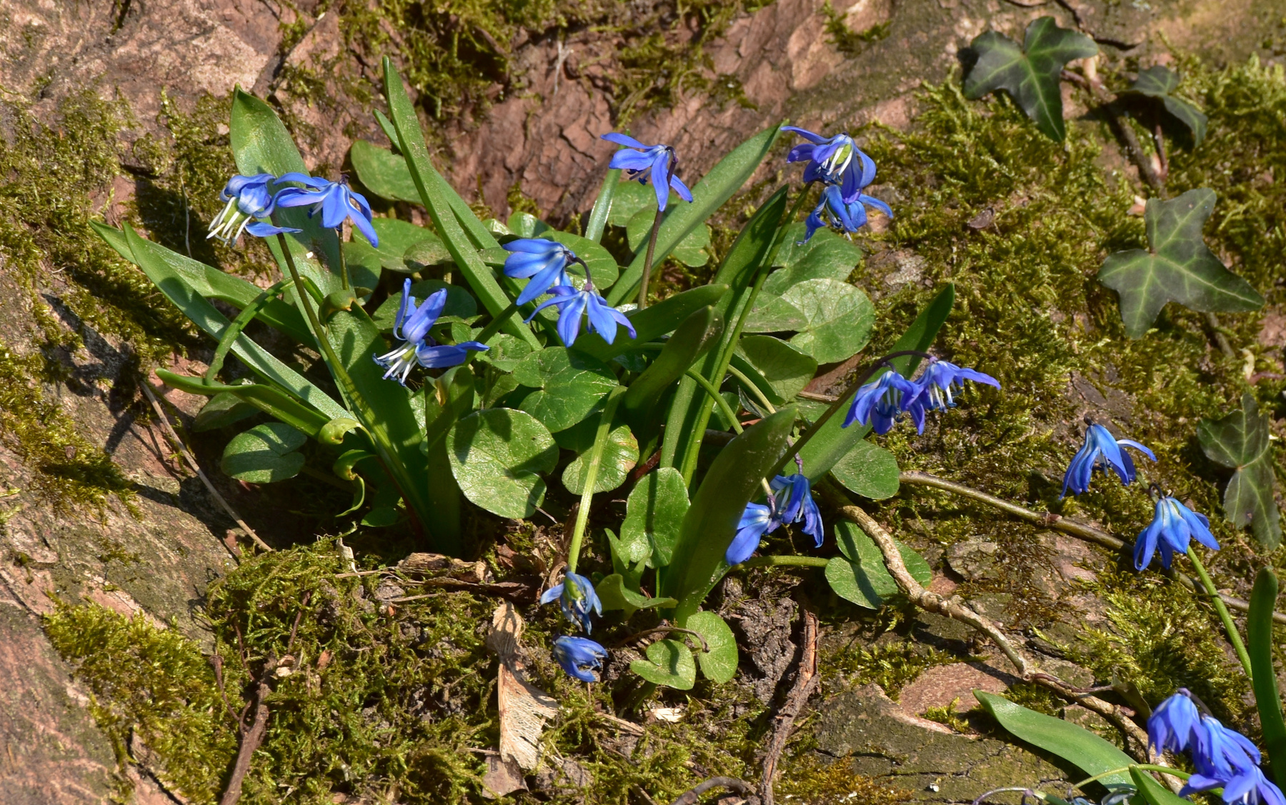 Пролески, или синие звезды (Blausterne) 