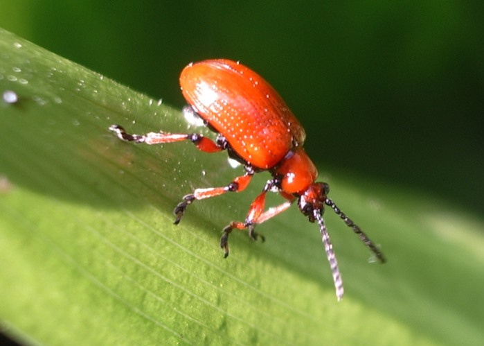 Bug's Life vol.1 Природа, насекомые, жук