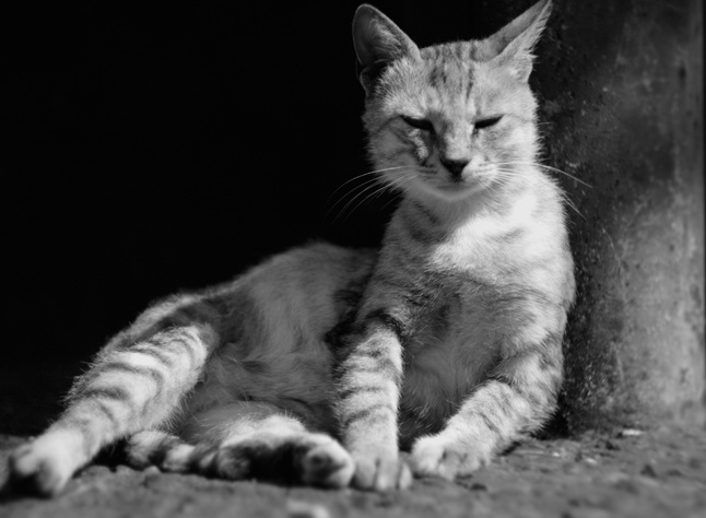 нега кошки
