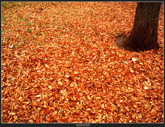 Autumn листья