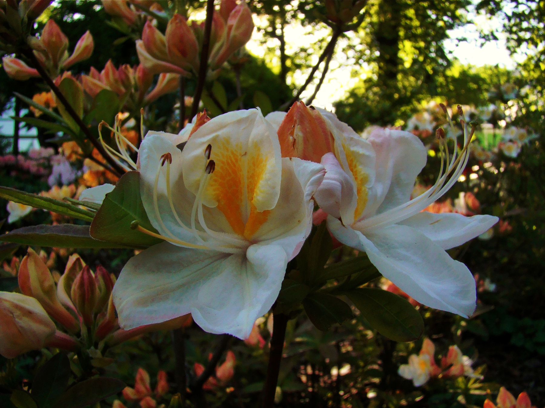 Рододендрон рододендрон