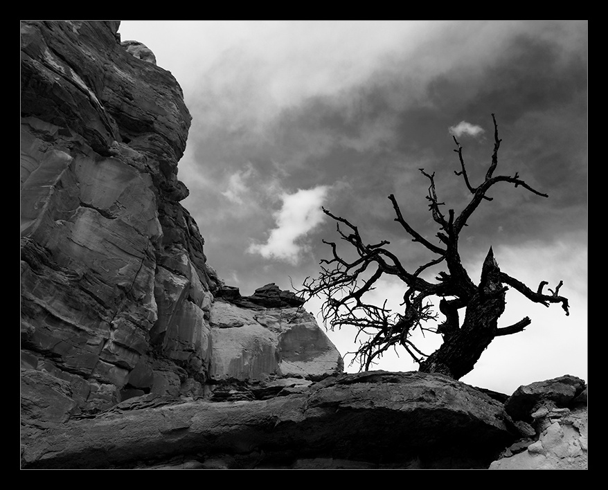 дерево Cathedral Valley, Capitol Reef National Park, Utah