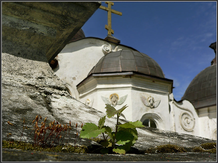 лес 