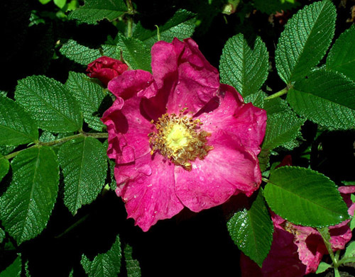 Night rose шиповник