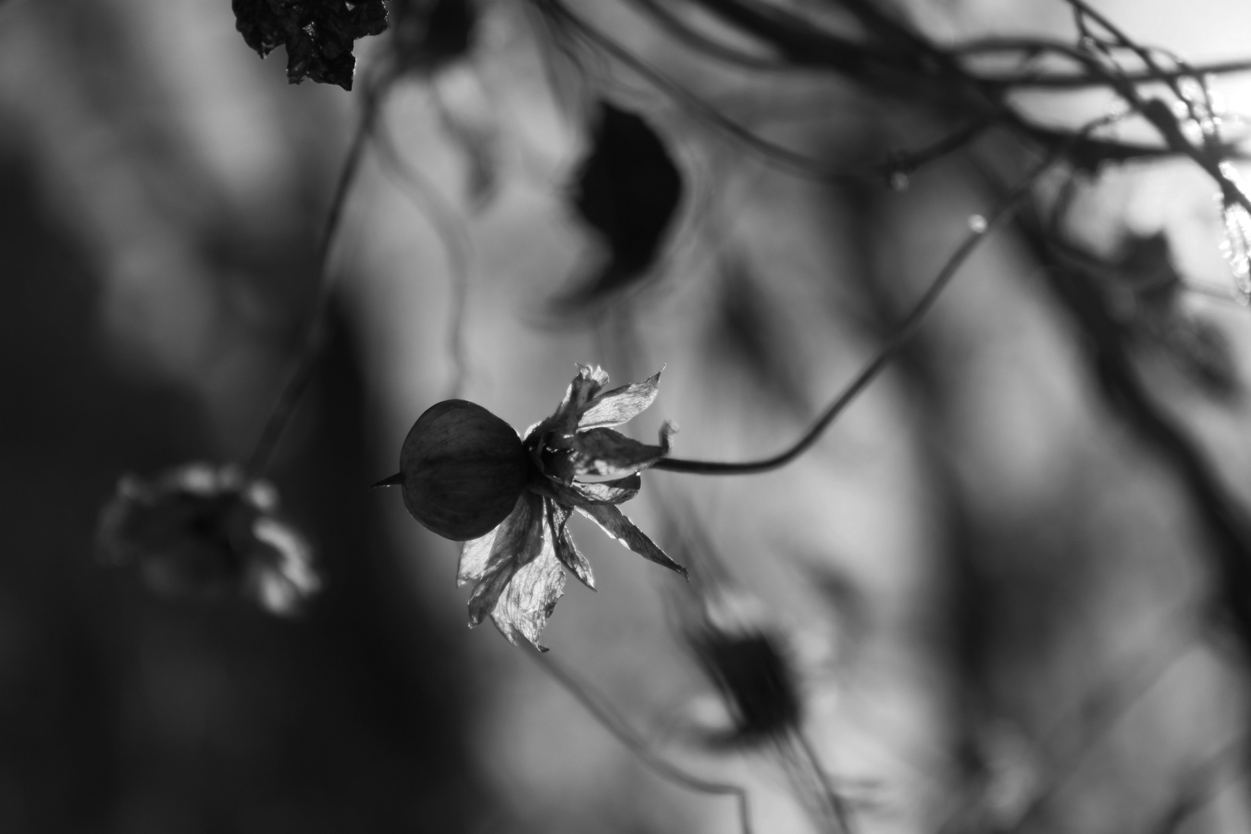 *** Зима Лес Природа
