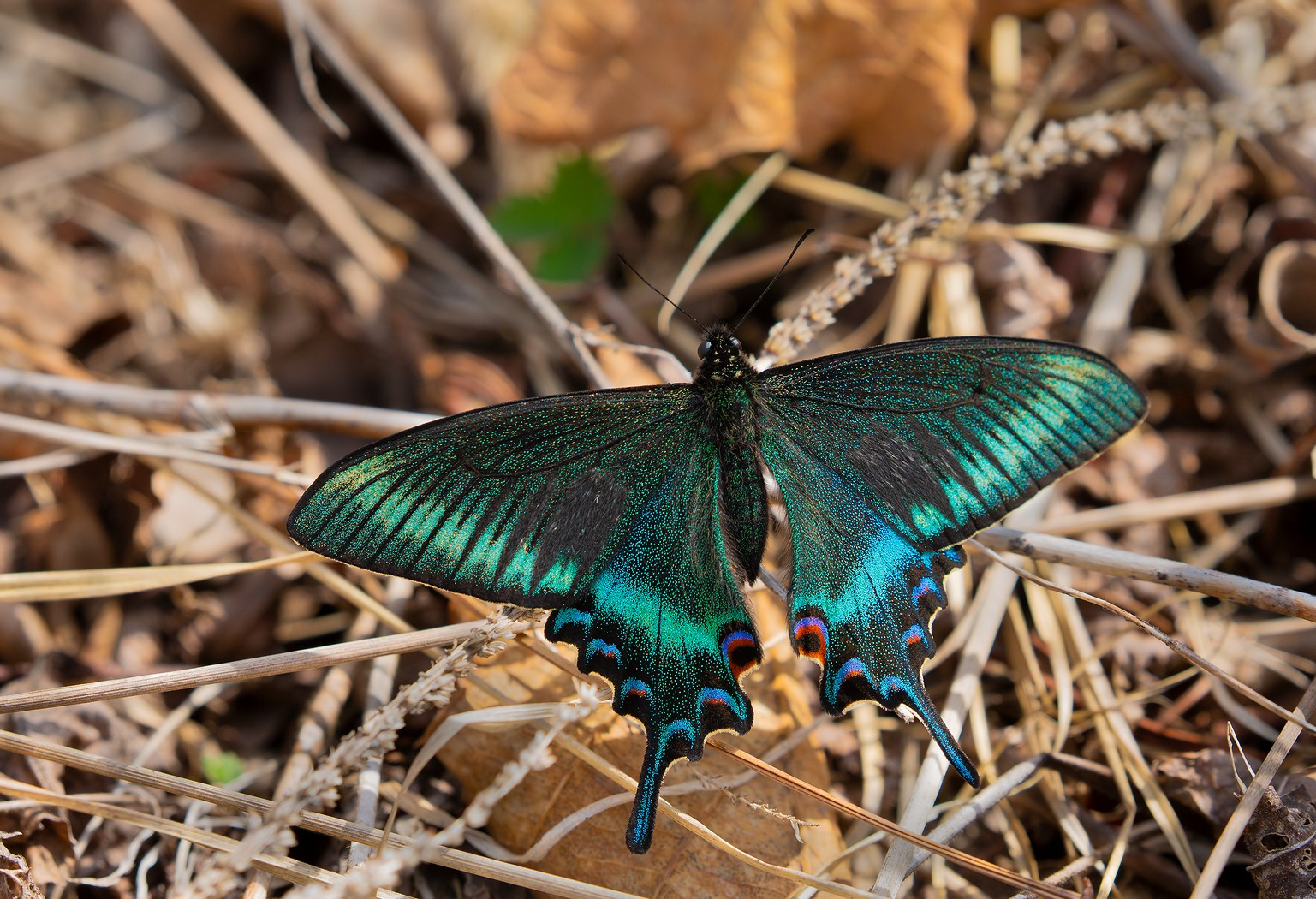 Парусник Маака парусник Маака Papilio maackii Приморье Владивосток остров Русский