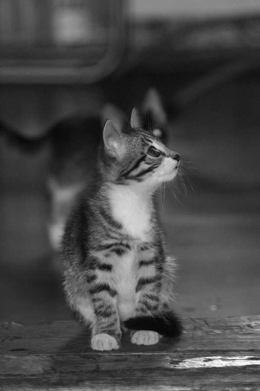 Котята кошки