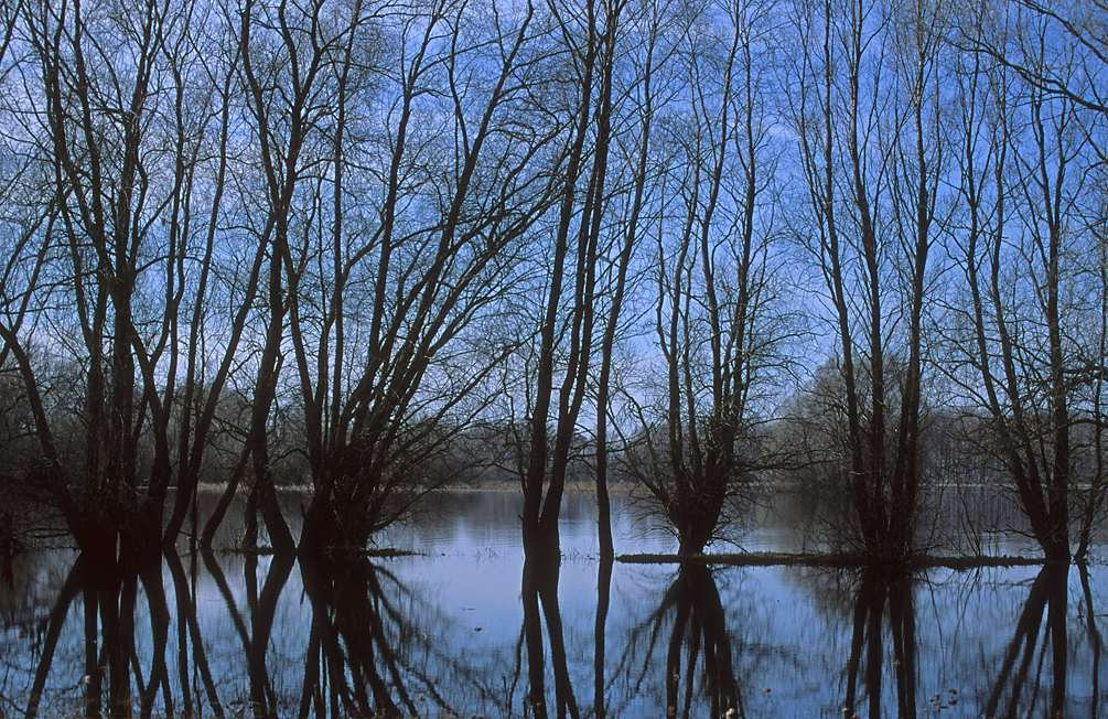 Рисунки на воде и небе вода новгород апрель отражение половодье деревья