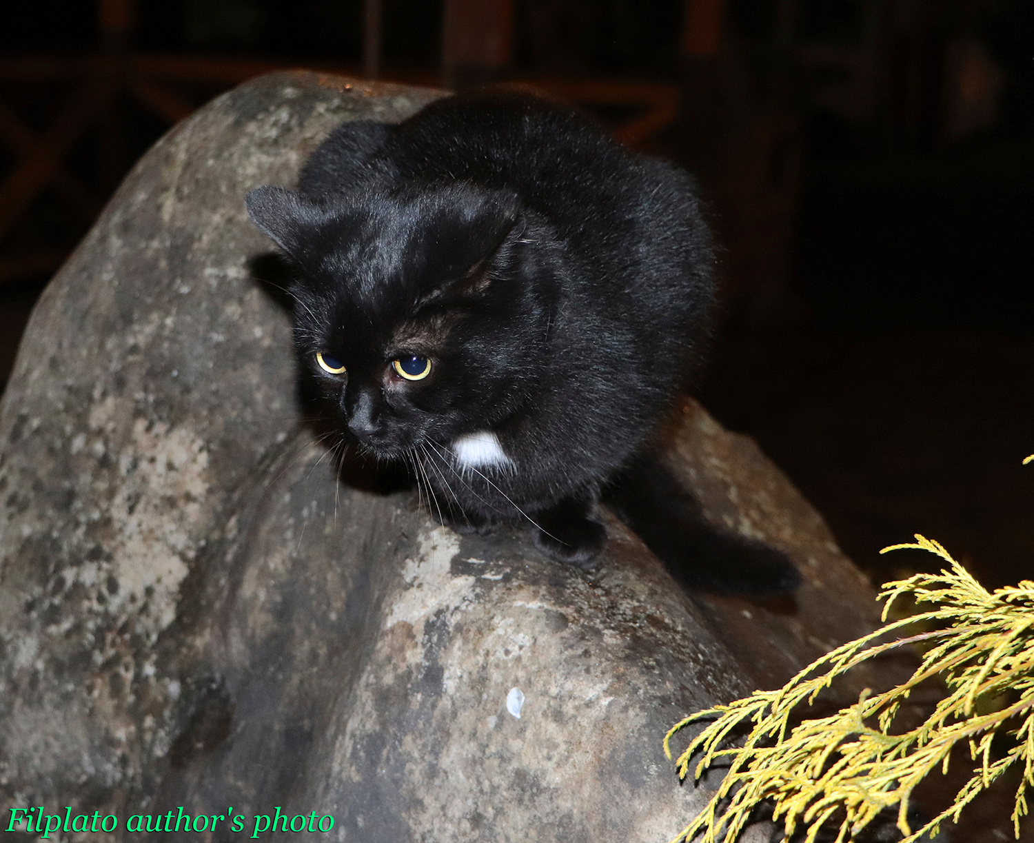 Ночной кот животные кошки черный кот ночной