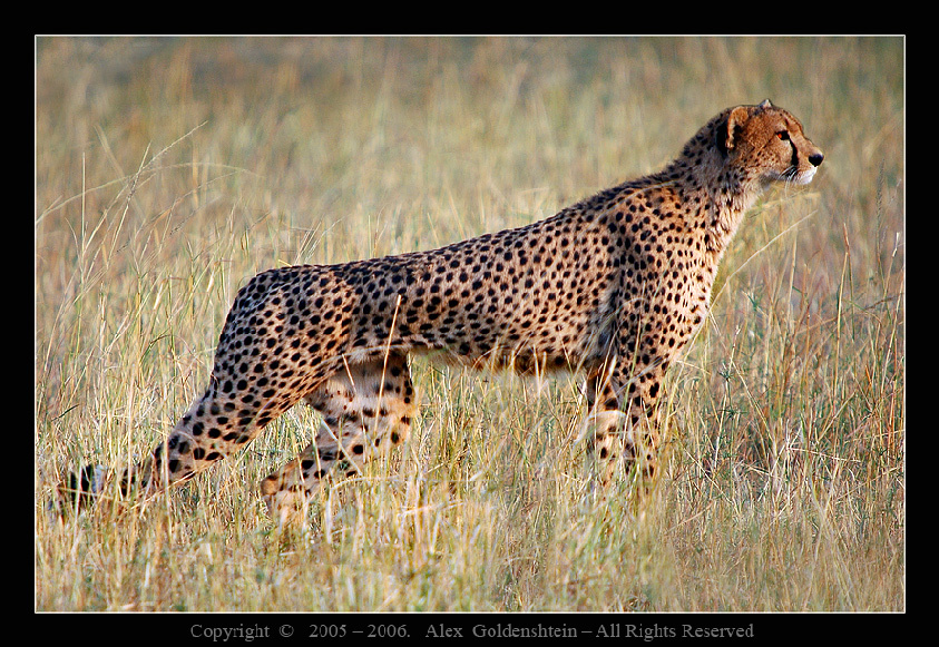 Гепард (Acinonyx jubatus). Африка, Кения, Масай-Мара.