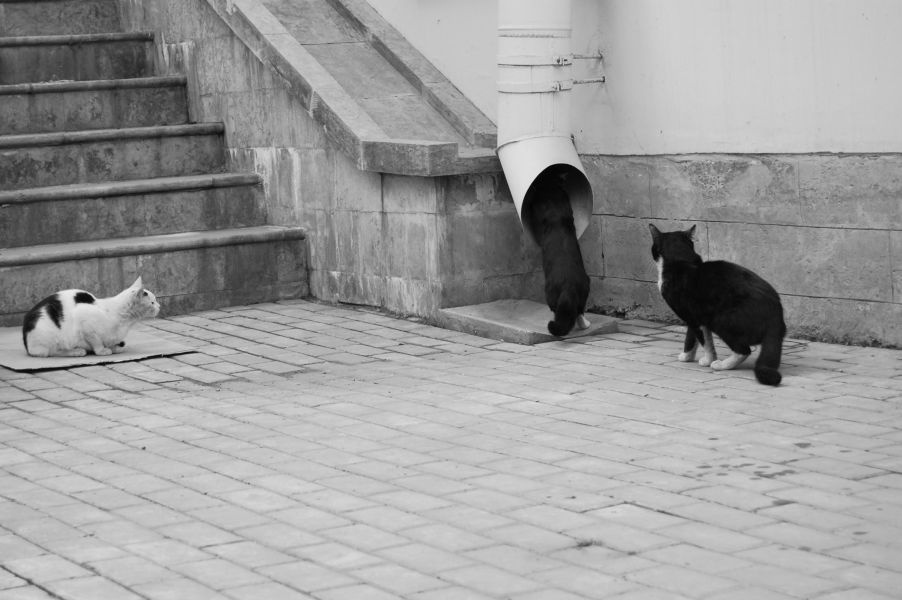 Уличные коты фотосессия котов и в итоге грязные джинсы