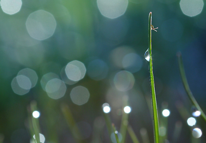 dew 