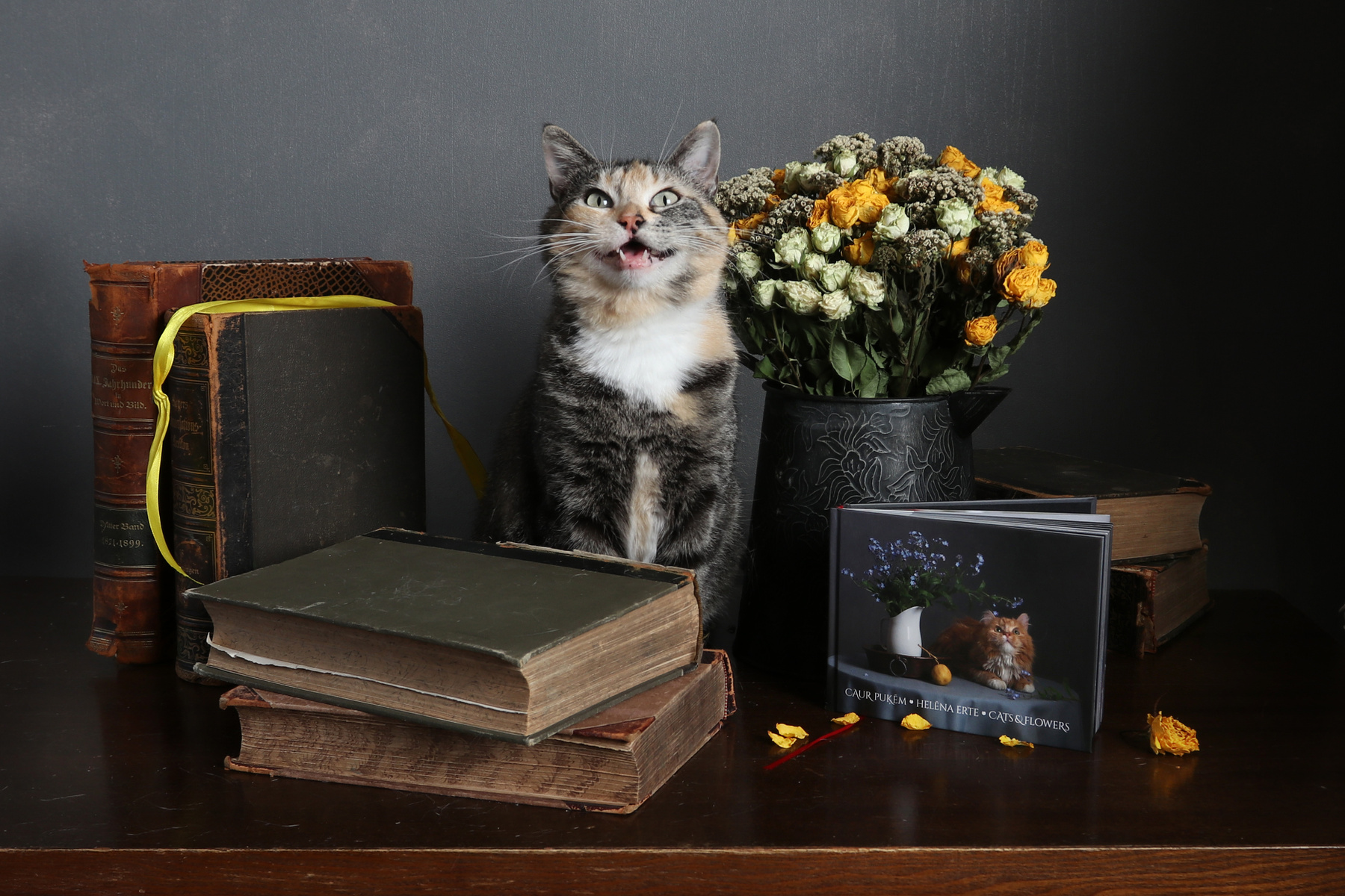 cats&flowers 
