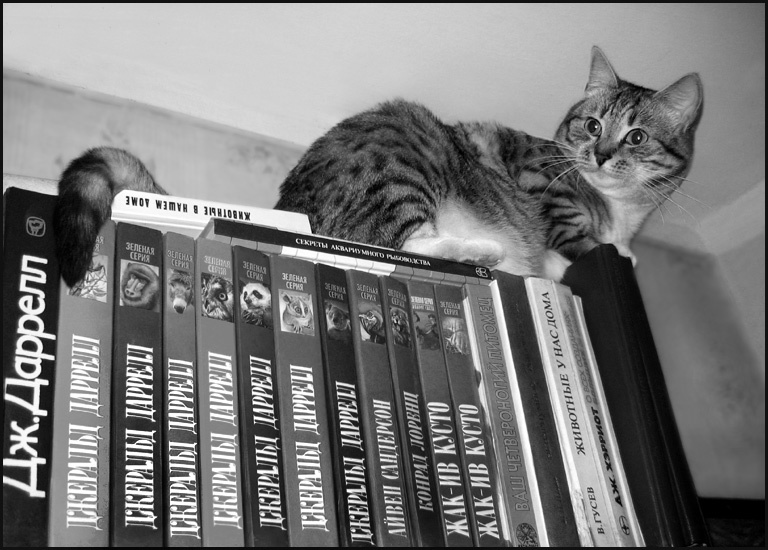 почитаем Даррелла? кошка книги