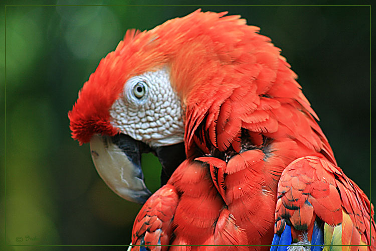 Mr. parrot in red... попугай