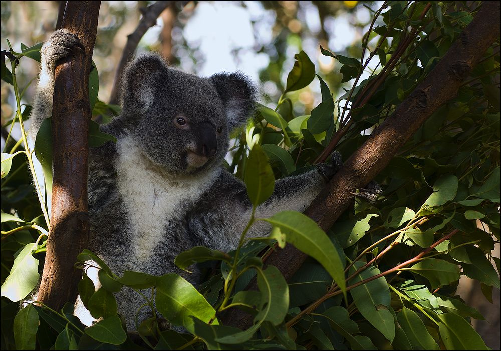 Коала коала, австралия, koala, australia, сумчатый, эвкалипт, не пить