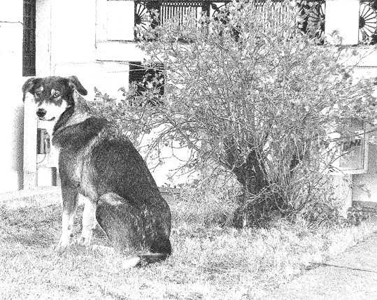 Sharp-dog 