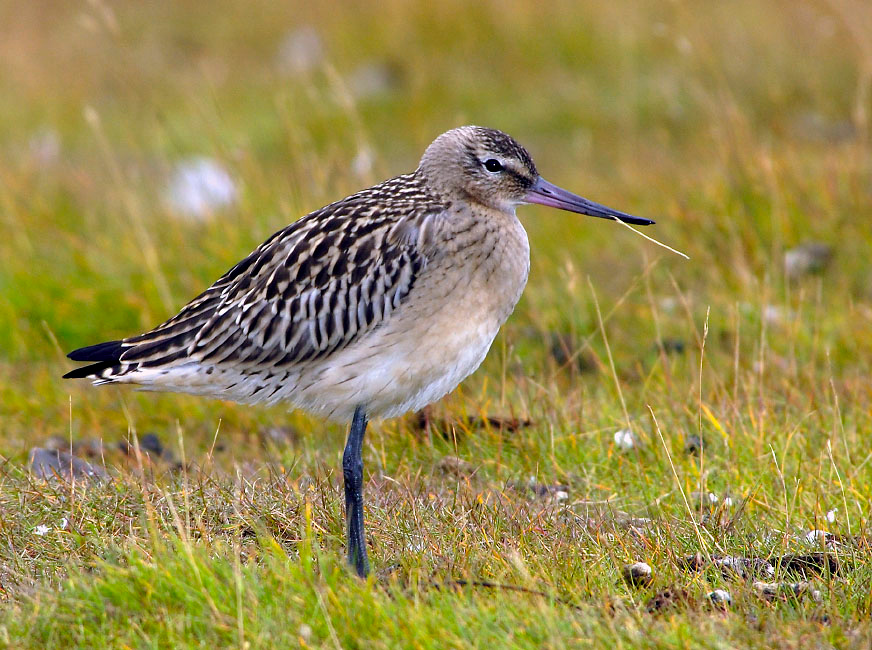 Мечтатель Малый веретенник, Limosa lapponica, Bar-tailed Godwit, Tobseda, Barents Sea, Arctic