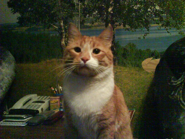 Кот Рыжик 