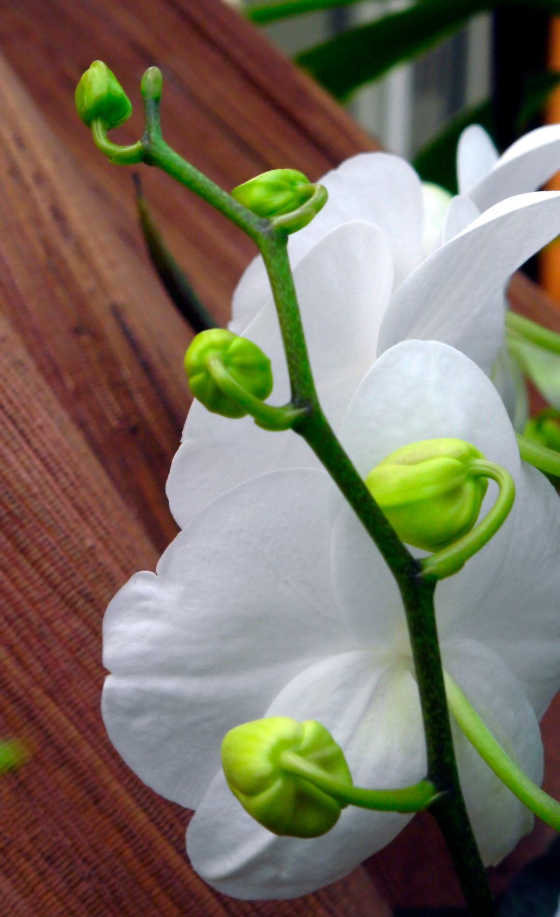 orchid 
