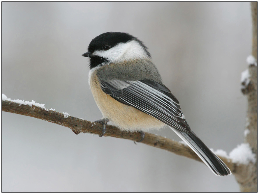 Black - capped  Chickadee Chickadee