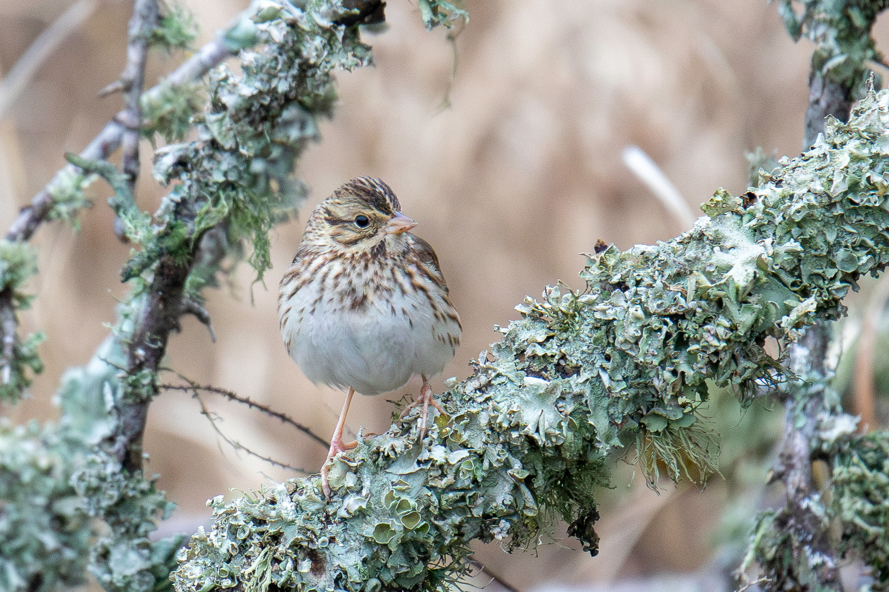 Саванная овсянка Саванная овсянка Savannah Sparrow Passerculus sandwichensis