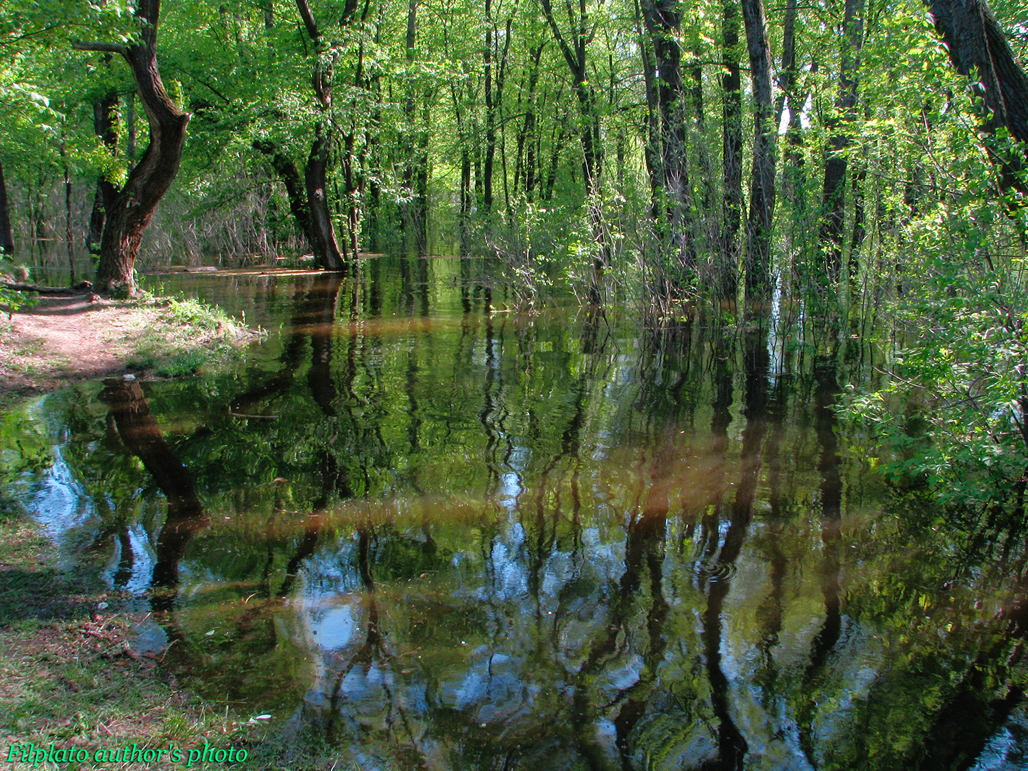 Импрессионизм весны весенний разлив майский деревья в воде