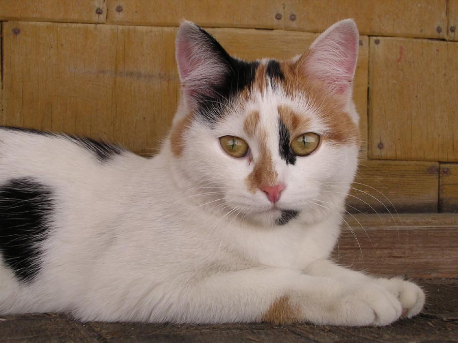 креативная кошка кошка, кот, котенок трехцветная
