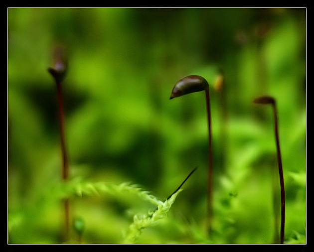 Emerald forest 