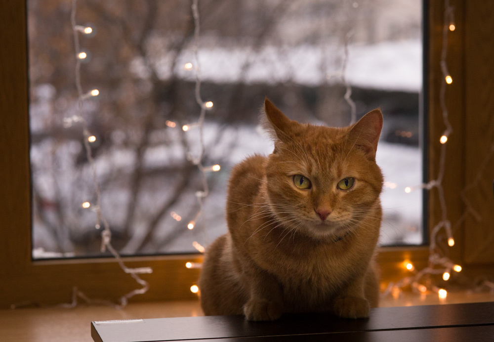 Новогодний кот учёный кот