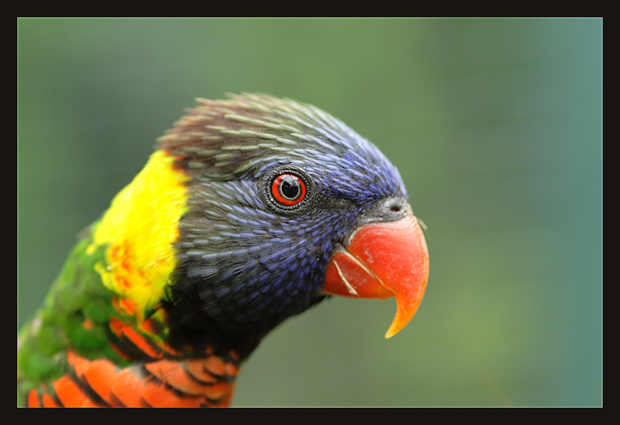 loris 